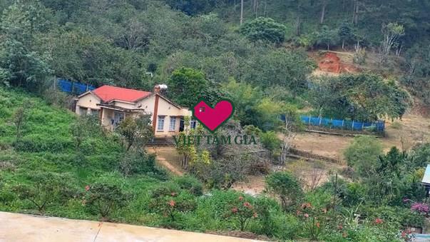 Bán đất hẻm Mimosa Phường Xuân Hương - Đà Lạt cạnh rừng thông .