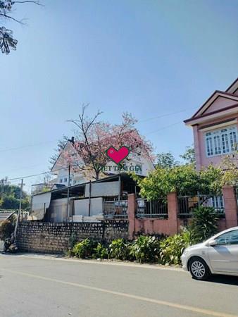 Bán đất mặt tiền Ngô Huy Diễn Phường Cam Ly - Đà Lạt thuận tiện kinh doanh đi lại. 